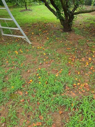 차상철님의 기타작물 · 영농일지 작성글 사진