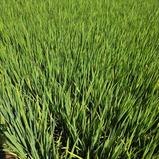 진도견나라진도개강아님의 기타작물 · 영농일지 작성글 사진