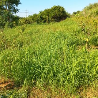 김건우님의 감 · 영농일지 작성글 사진