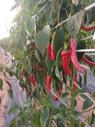 홍순오님의 고추 · 영농일지 작성글 사진