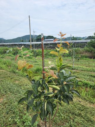 박진한님의 배 · 영농일지 작성글 사진