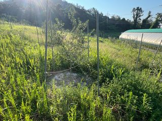 임진구님의 블루베리 · 영농일지 작성글 사진