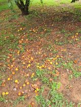 팜모닝 기타작물·영농일지 게시글 이미지