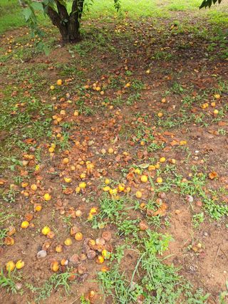 차상철님의 기타작물 · 영농일지 작성글 사진