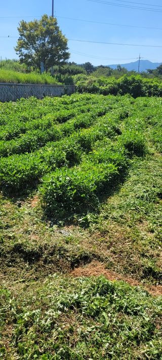 김동제님의 기타작물 · 영농일지 작성글 사진