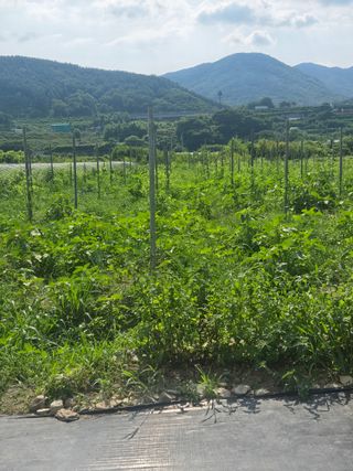 박종민님의 기타작물 · 영농일지 작성글 사진