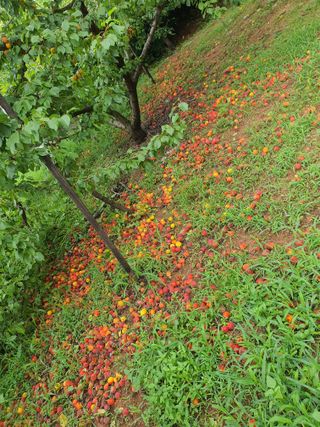 차상철님의 기타작물 · 영농일지 작성글 사진