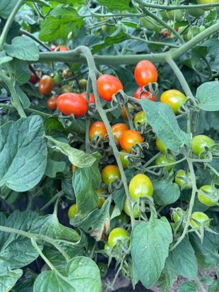 연재홍님의 토마토 · 영농일지 작성글 사진