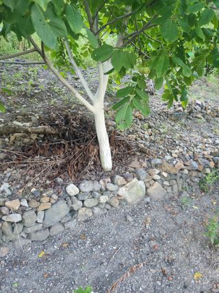 김용대님의 기타작물 · 영농일지 작성글 사진