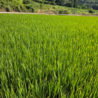 진도견나라진도개강아님의 기타작물 · 영농일지 작성글 사진