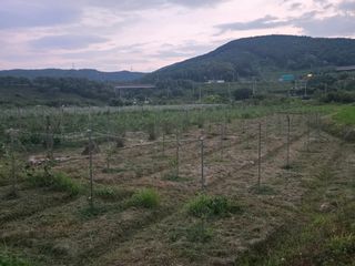 박종민님의 기타작물 · 영농일지 작성글 사진