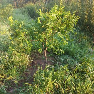 김건우님의 감 · 영농일지 작성글 사진