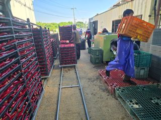 박수열님의 고추 · 영농일지 작성글 사진