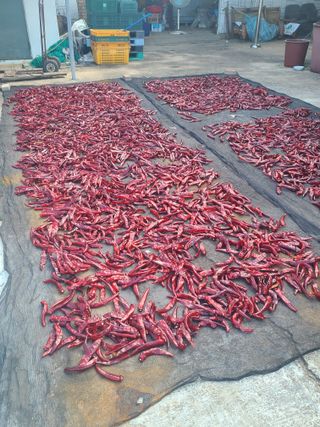 고추님의 참깨 · 영농일지 작성글 사진