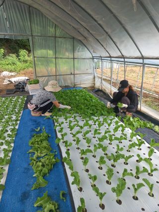 농민님의 기타작물 · 영농일지 작성글 사진