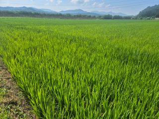 젠틀맨님의 벼 · 영농일지 작성글 사진