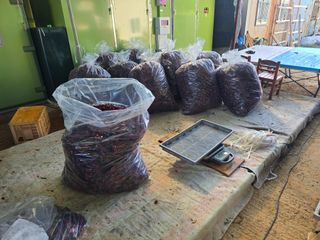 박수열님의 고추 · 영농일지 작성글 사진