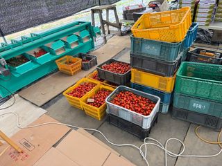 연재홍님의 토마토 · 영농일지 작성글 사진