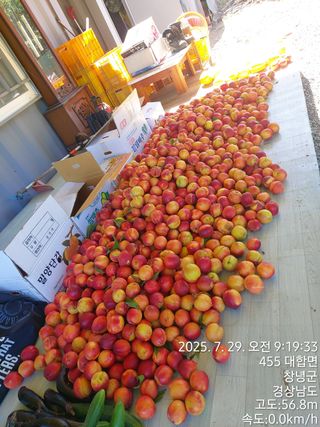 초보농부님의 기타작물 · 영농일지 작성글 사진