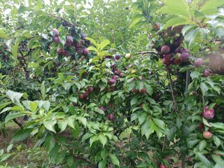 양동사랑 님의 자두 · 영농일지 작성글 사진