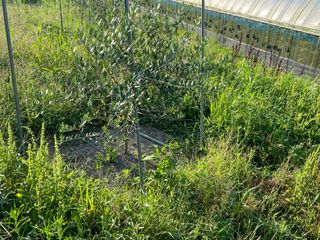 임진구님의 블루베리 · 영농일지 작성글 사진