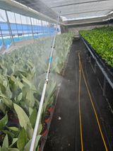 팜모닝 기타작물·영농일지 게시글 이미지