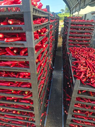 박수열님의 고추 · 영농일지 작성글 사진