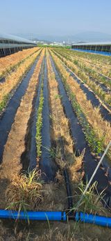 팜모닝 기타작물·영농일지 게시글 이미지