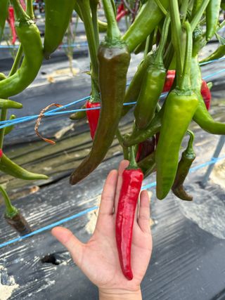 김지환님의 고추 · 영농일지 작성글 사진