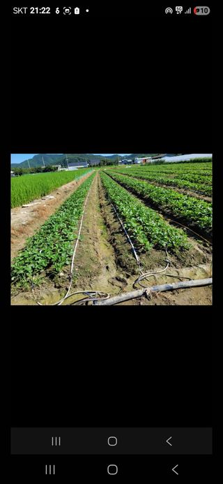 이순영님의 딸기 · 영농일지 작성글 사진