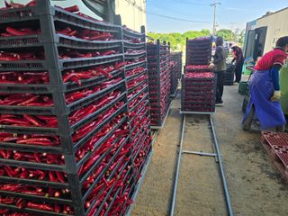 박수열님의 고추 · 영농일지 작성글 사진