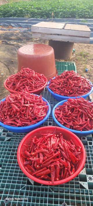 목대균님의 고추 · 영농일지 작성글 사진