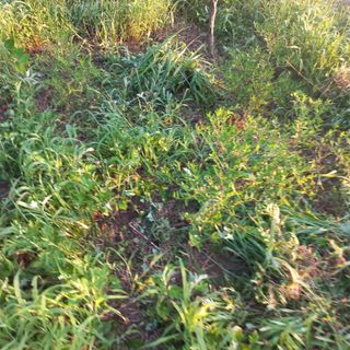 김건우님의 감 · 영농일지 작성글 사진