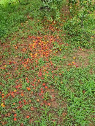 차상철님의 기타작물 · 영농일지 작성글 사진