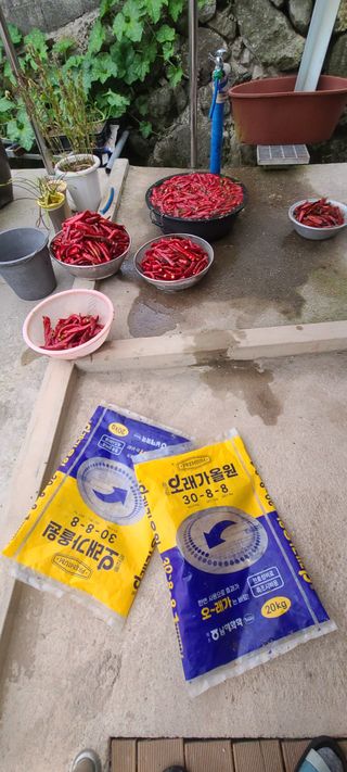 조희경님의 고추 · 영농일지 작성글 사진