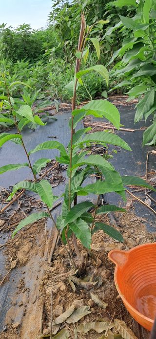 김제선:양평읍회현리님의 호박 · 영농일지 작성글 사진