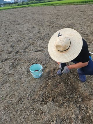 박원봉님의 콩 · 영농일지 작성글 사진