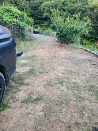 만청님의 자두 · 영농일지 작성글 사진