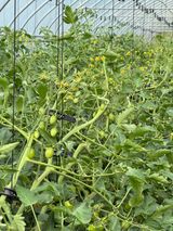 팜모닝 토마토·영농일지 게시글 이미지