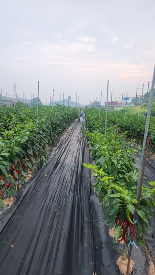 봉담고추님의 고추 · 영농일지 작성글 사진