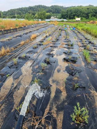 두릅나무15847님의 기타작물 · 영농일지 작성글 사진