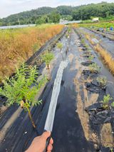 팜모닝 기타작물·영농일지 게시글 이미지
