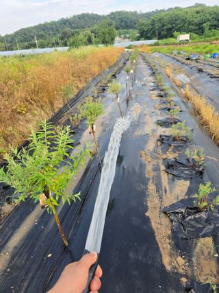 두릅나무15847님의 기타작물 · 영농일지 작성글 사진