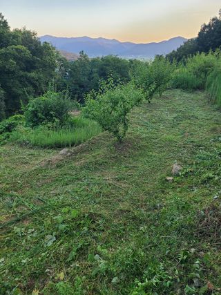 만청님의 자두 · 영농일지 작성글 사진