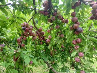 양동사랑 님의 자두 · 영농일지 작성글 사진