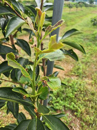 박진한님의 배 · 영농일지 작성글 사진