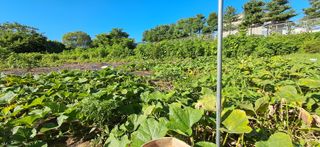 김제선:양평읍회현리님의 호박 · 영농일지 작성글 사진