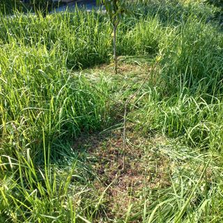 김건우님의 감 · 영농일지 작성글 사진