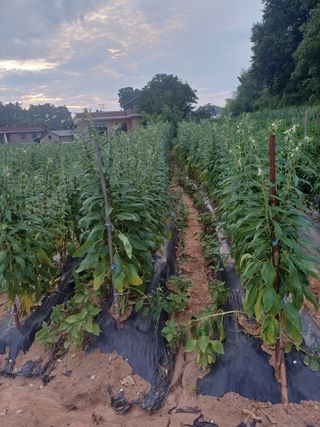 홍순오님의 참깨 · 영농일지 작성글 사진