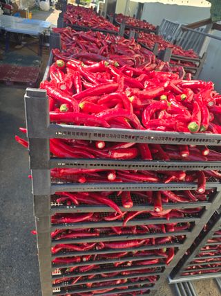 박수열님의 고추 · 영농일지 작성글 사진